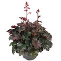 Bild von VP Heuchera P19 Villossa Hip Hip Hooray